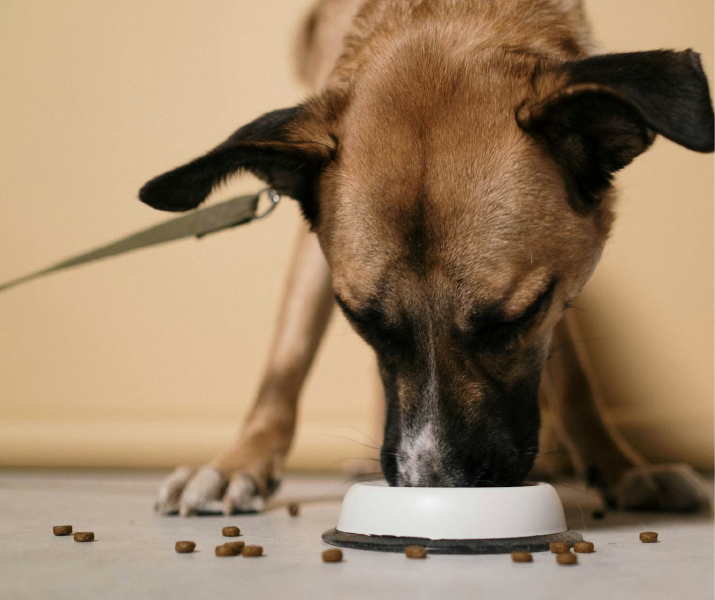 ¿Para qué sirve el omega 3 y 6 en la comida de los perros?